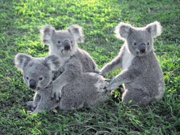 Photographed at Lone Pine Koala Sanctuary, Brisbane, Australia - World's First and Largest - Since 1927