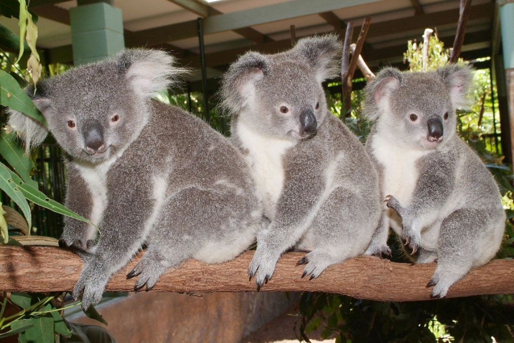 Animal-Encounters-Australia-Zoo-Sunshine-Coast-Queensland-Australia-Source-ela.webstudiolive.com_