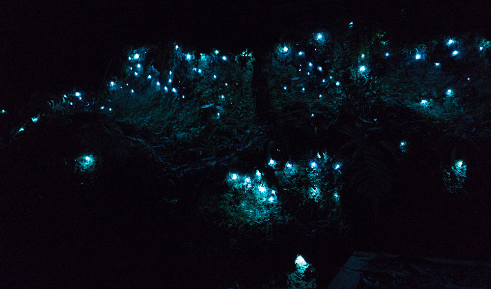 Glow-worms-at-McLaren-Falls-Park-New-Zealand---jakhei89---Flickr