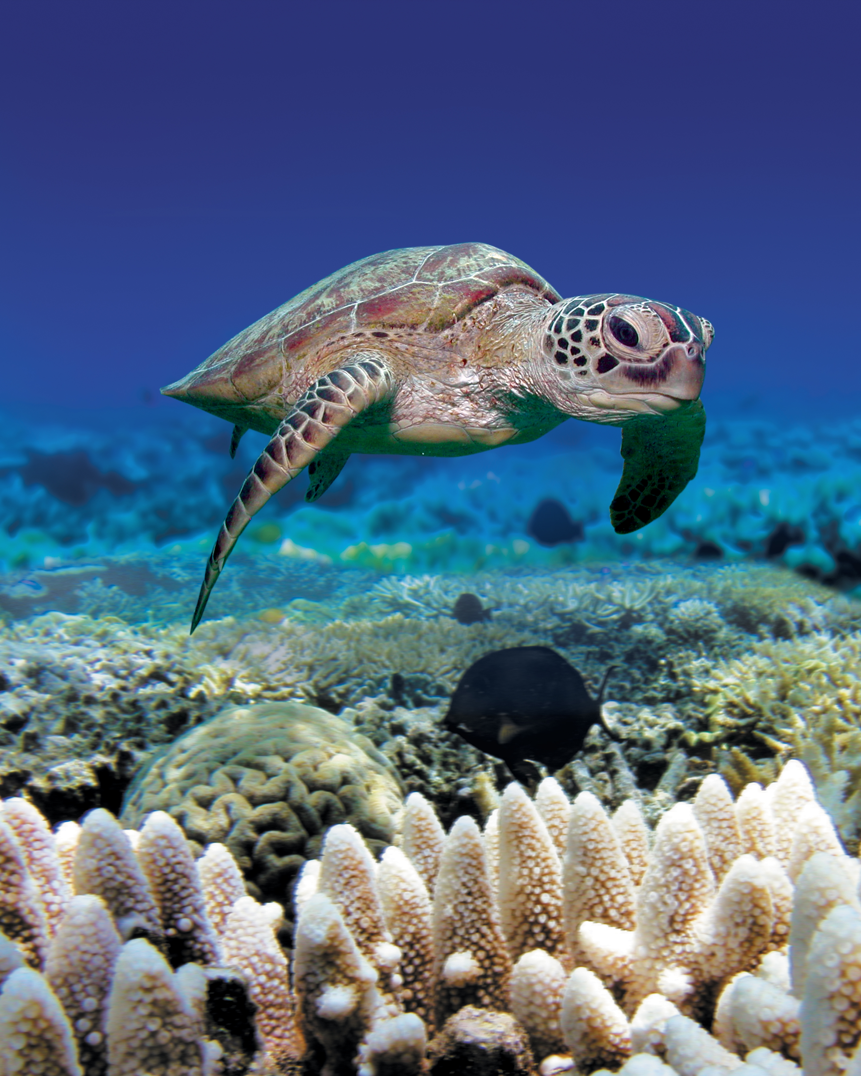 Turtle_Norman_Reef