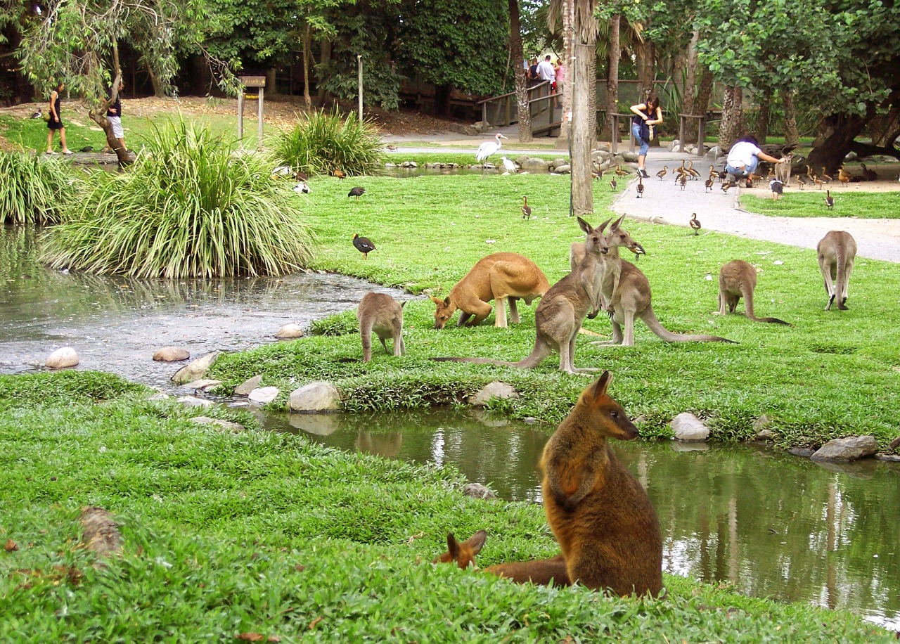 kangaroos-20068_1280x916