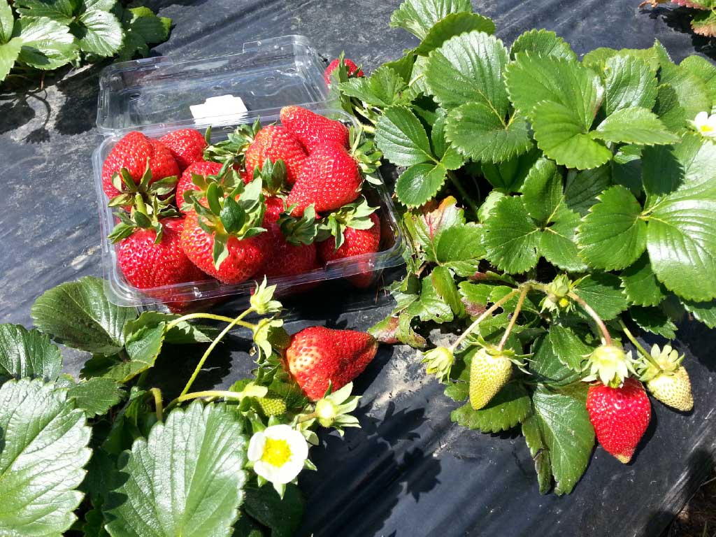 strawberry-punnet-1024x768