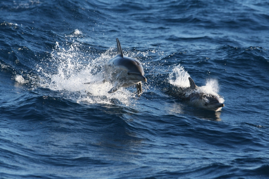 Crusing_dolphins_-_Port_Stephens_NSW.jpgCFT_lg