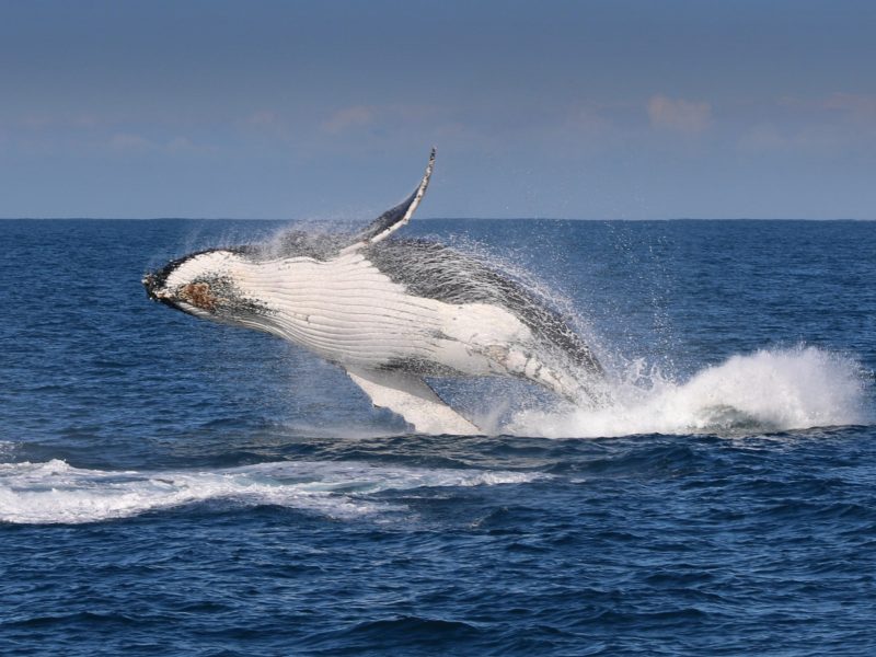 whale 1