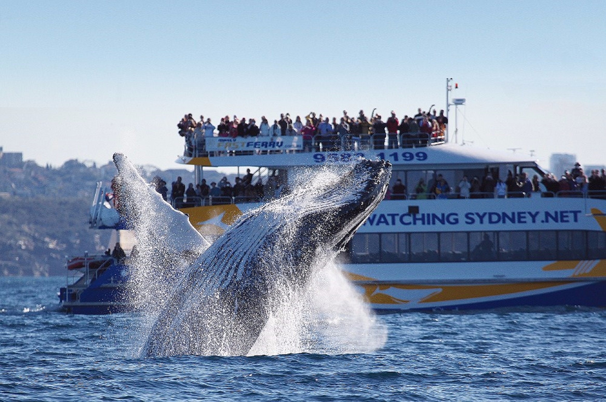 悉尼市区观赏鲸鱼游艇3小时_3 hour premium whale watch cruise_可心 