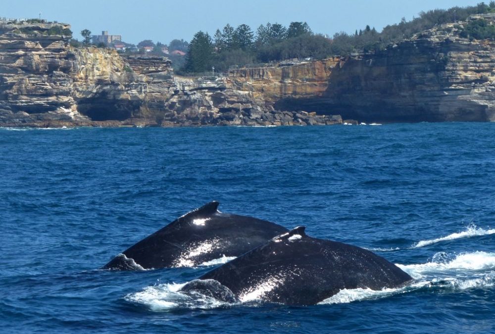 Humpback_pair_The_Gap_lo_res_Oz_Whale_Watching-1000x675