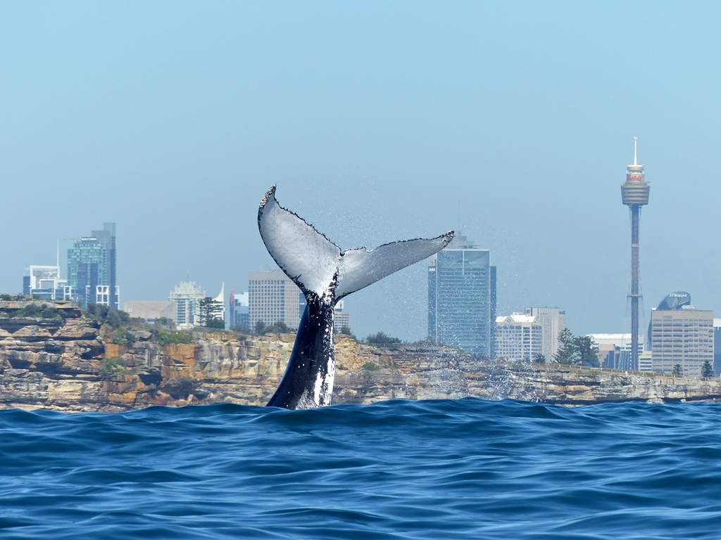 OWW-Fluke-Up-City-Back-medium-Oz-Whale-Watching