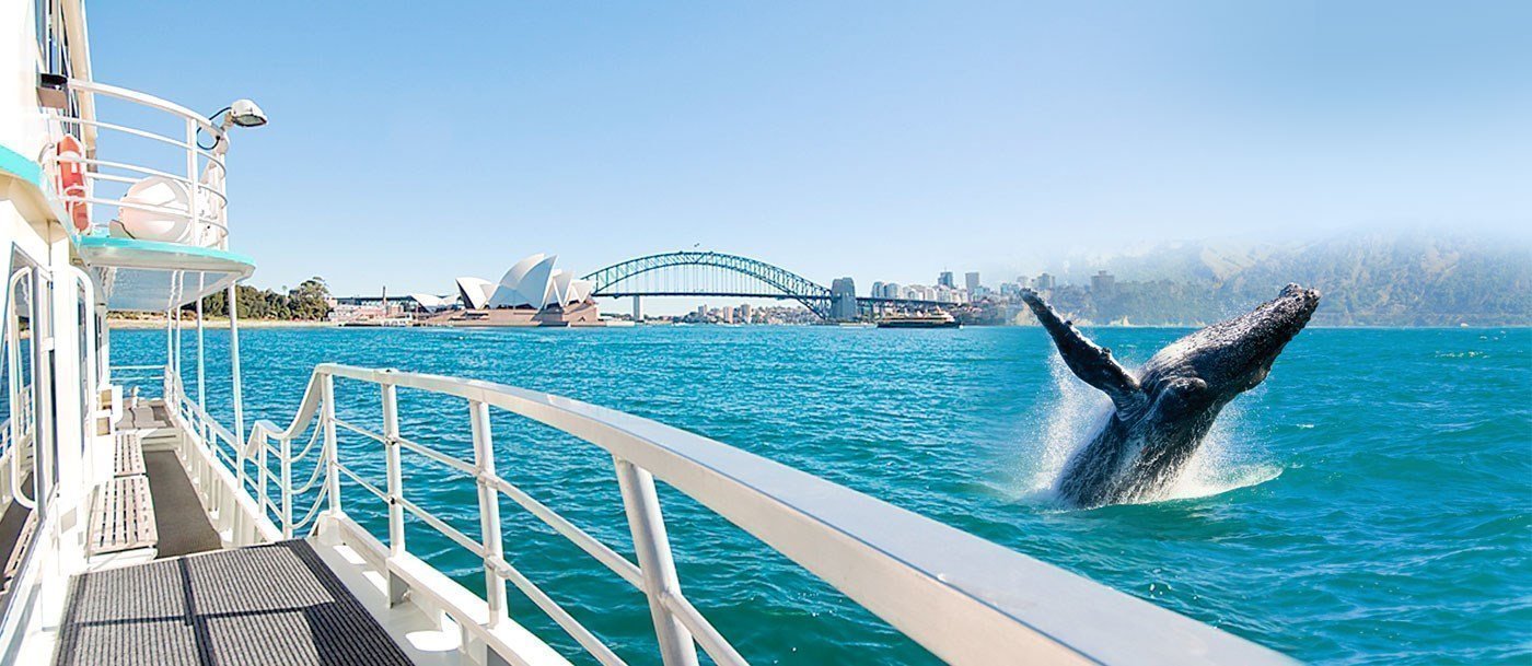 oz-whale-watching-sydney-harbour-lunch