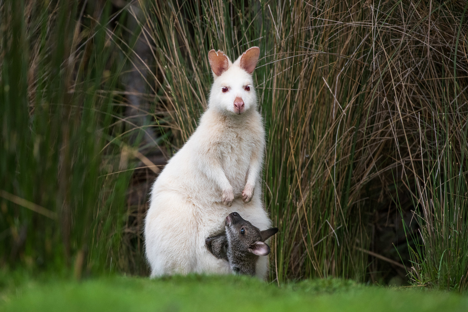 white_wallaby_3
